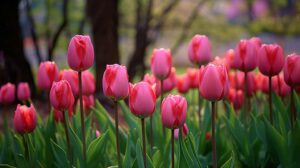 Hoa-tulip